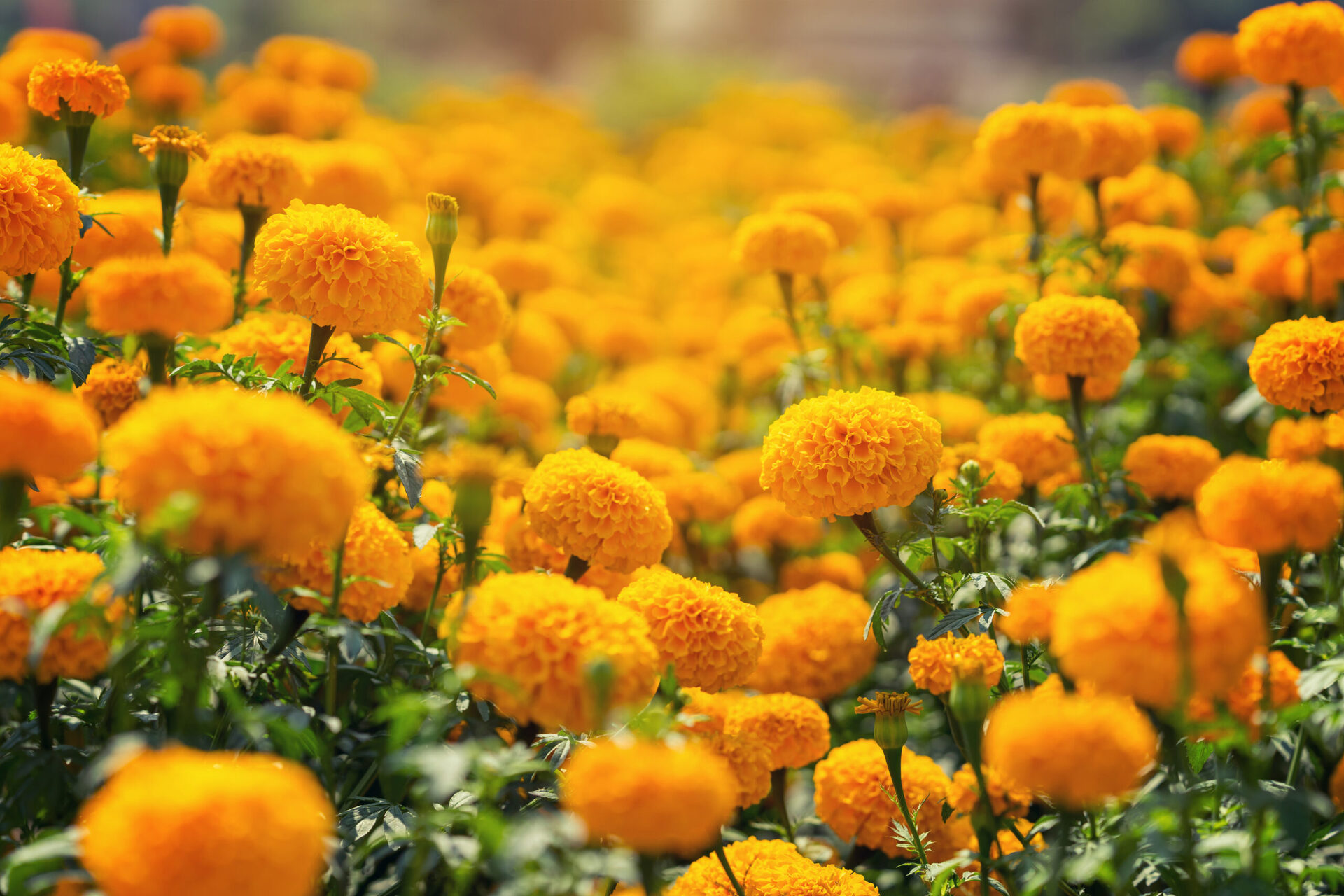 Beautiful Marigold yellow flowers in the garden