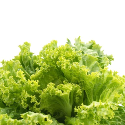Fresh Lettuce Fresh Lettuce on white background